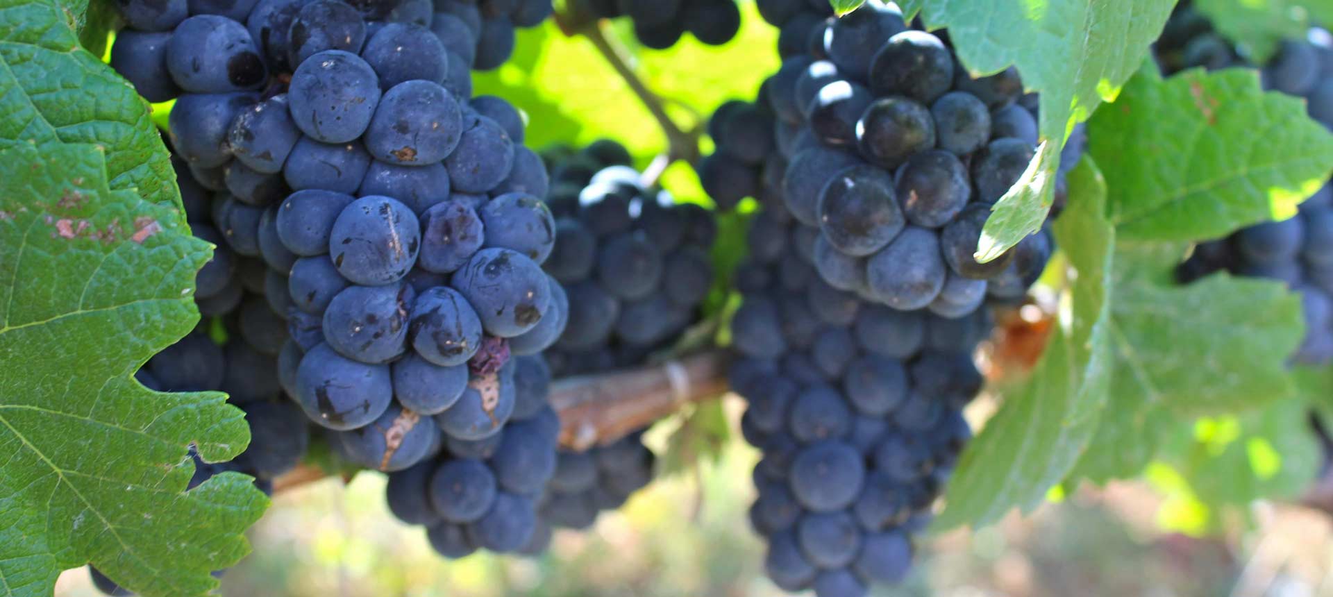 Weinrebe-leigh-patrick